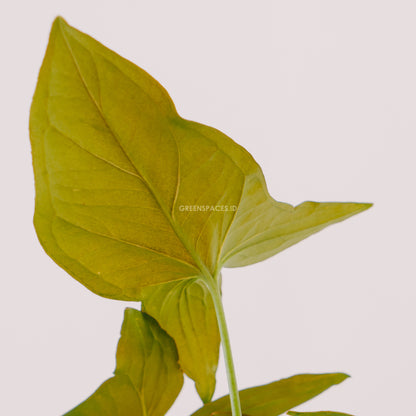 Syngonium Pink  - Greenspaces.id