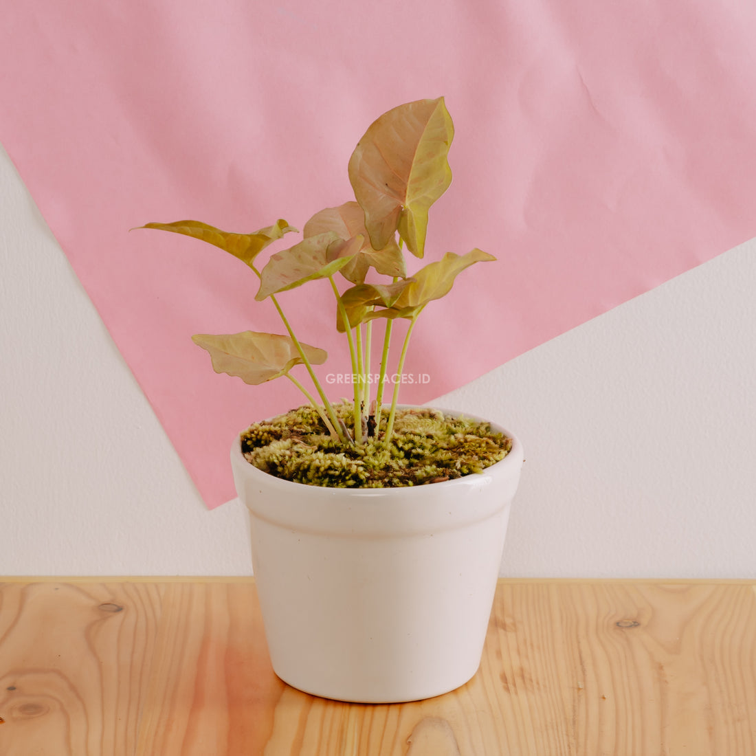 Syngonium Pink Spot  - Greenspaces.id