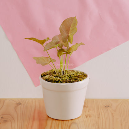 Syngonium Pink Spot  - Greenspaces.id