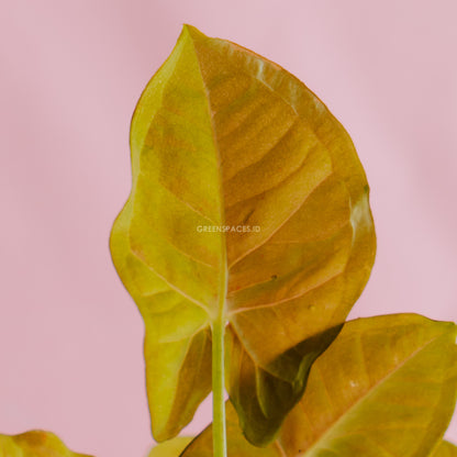 Syngonium Pink Spot  - Greenspaces.id