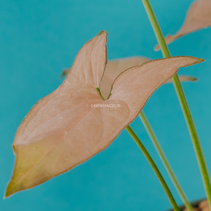 Syngonium Pink  - Greenspaces.id
