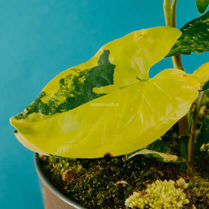 Syngonium yellow variegated