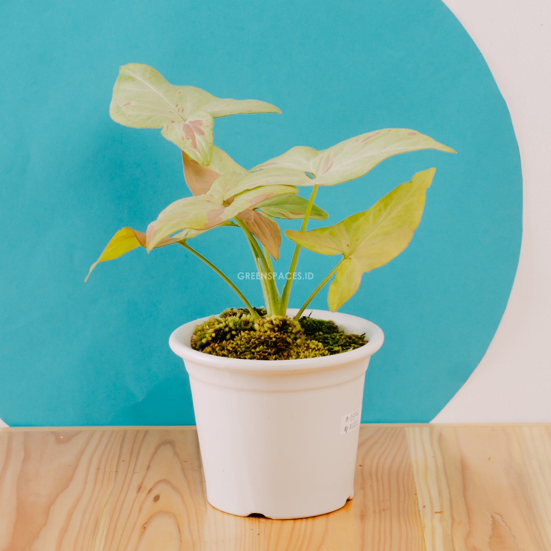 Syngonium strawberry milk – Greenspaces.id