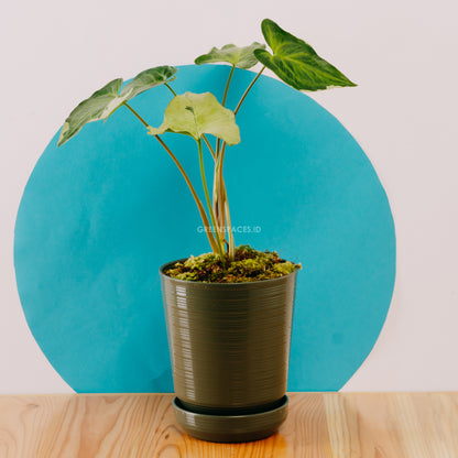 Syngonium Triking  - Greenspaces.id