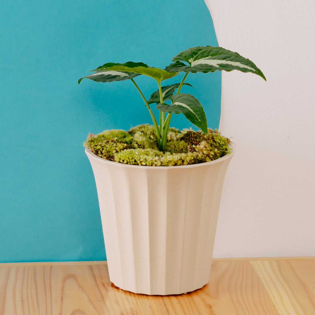 Syngonium Wenlandii  - Greenspaces.id