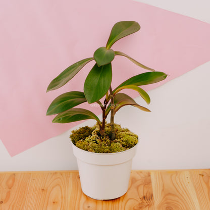 Teplan  - Greenspaces.id