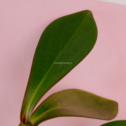 Teplan  - Greenspaces.id