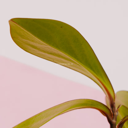 Teplan  - Greenspaces.id