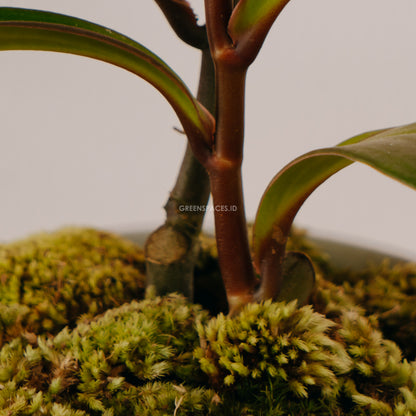 Teplan  - Greenspaces.id