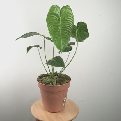 Anthurium King Veitchii Large Size