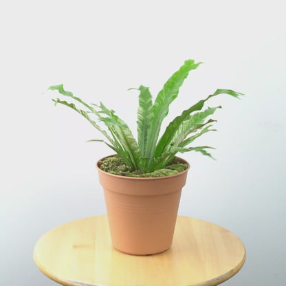 Bird nest fern variegated- Greenspaces.id