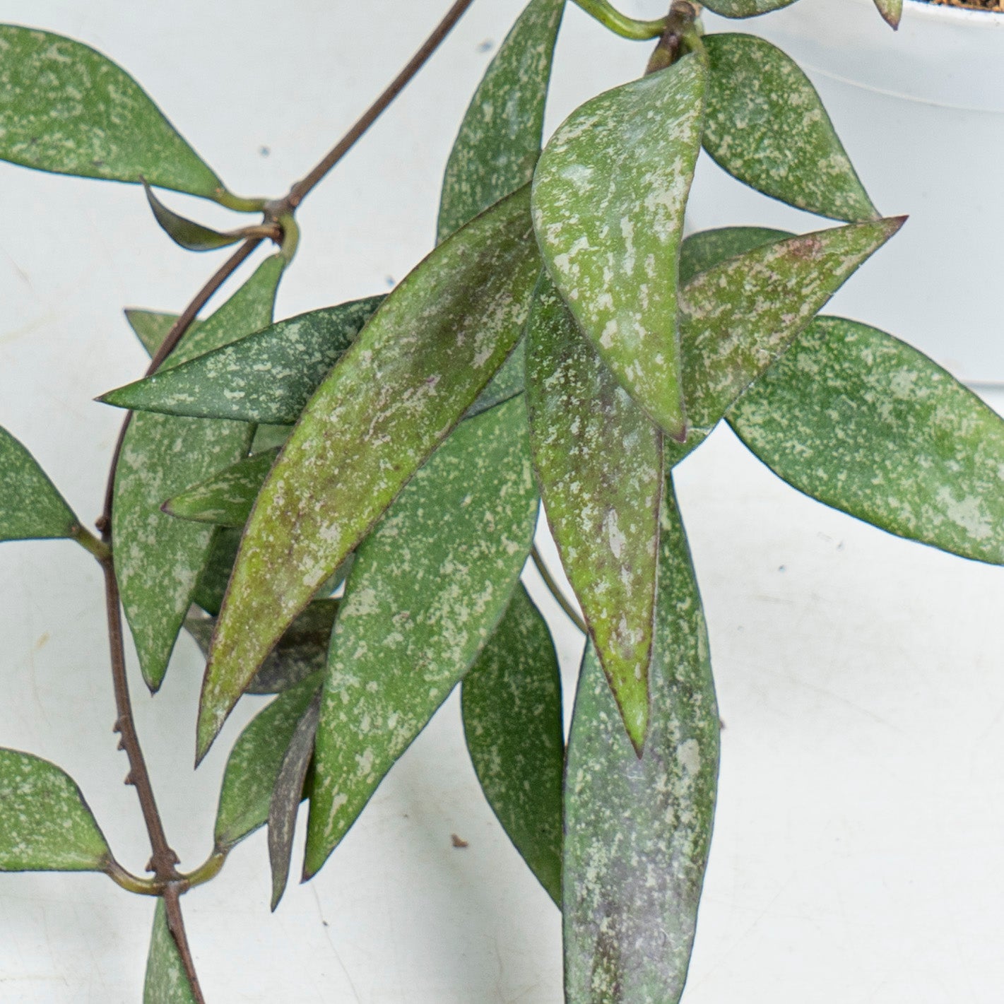 Hoya parviflora Splash