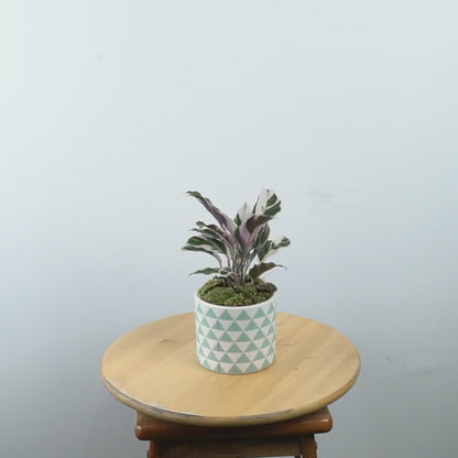 Calathea white fushion - Greenspaces.id