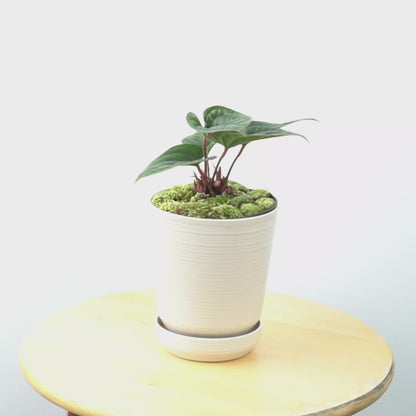 Anthurium Radicans  - Greenspaces.id