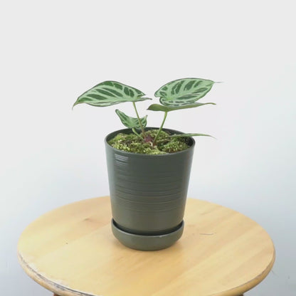 Anthurium silver blush - Greenspaces.id