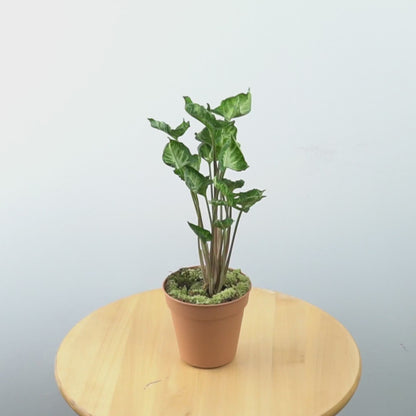 Syngonium Godzilla