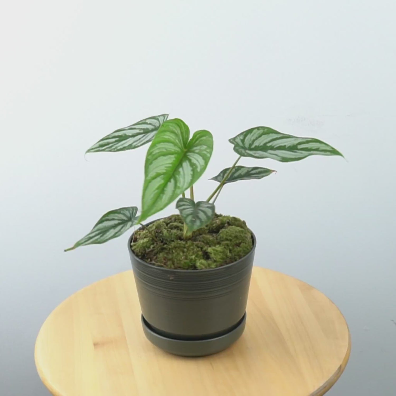 Philodendron Mamei Ori