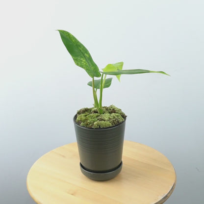 Philodendron Domesticum Variegated