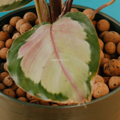 calathea roxy pink - Greenspaces.id