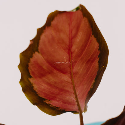 calathea roxy pink - Greenspaces.id
