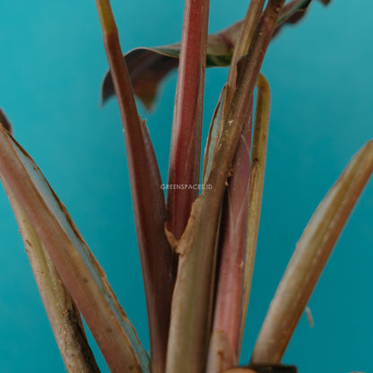 calathea roxy pink - Greenspaces.id