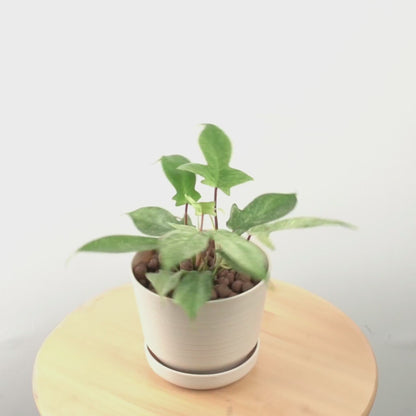 Philodendron Florida Ghost