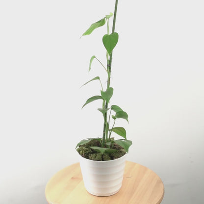 Raphidophora Pertusa - Greenspaces.id