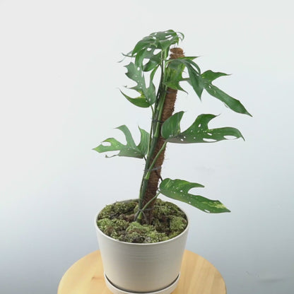 Epipremnum Kujang - Greenspaces.id