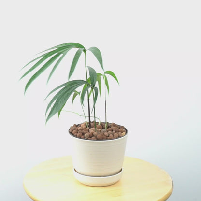 Amydrium Zipellianum - Greenspaces.id