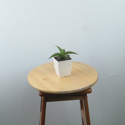 Sansevieria Dories x pingui - Greenspaces.id