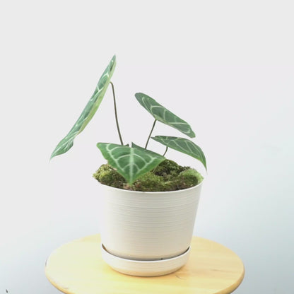 Anthurium Magnificum Big