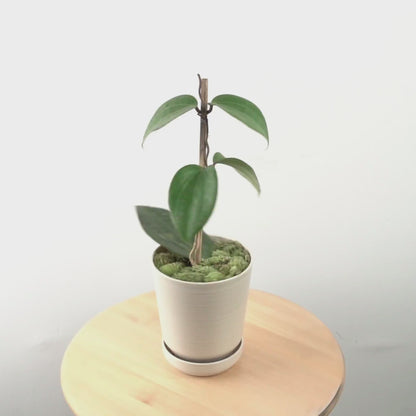 Hoya macrophylla - Greenspaces.id