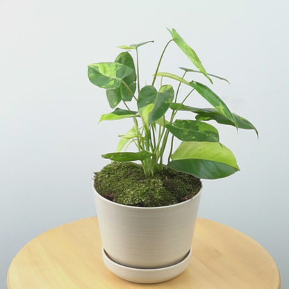 Philodendron Burlemarx Variegated