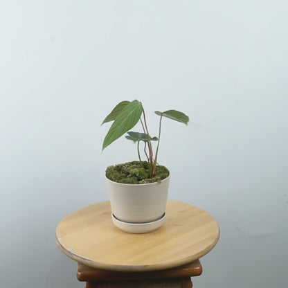 Philodendron Fuzzy Petiole