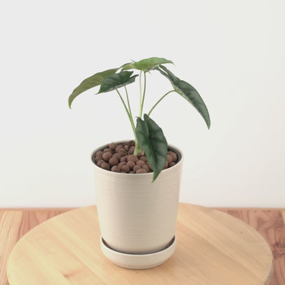 Alocasia reversa sp borneo_Video