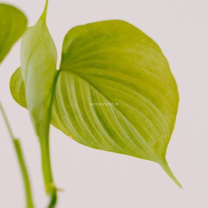 Philodendron Fibraecataphyllum