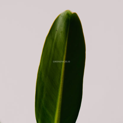 Philodendron Martianum